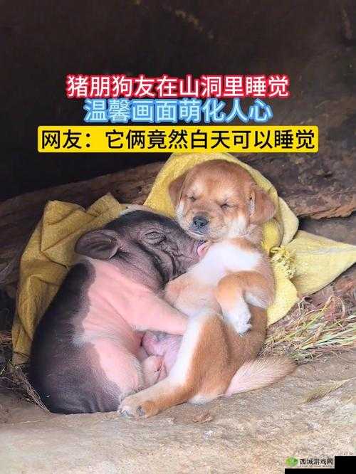 人 or 猪 or 狗:严谨的思考