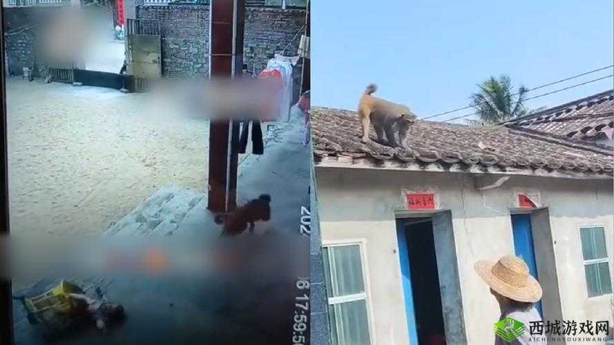 二人生猴子全程无被子:别样的奇妙经历