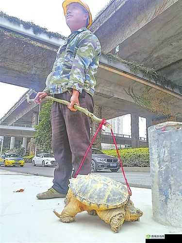 一只民工的大头龟:它的故事和背后的人性