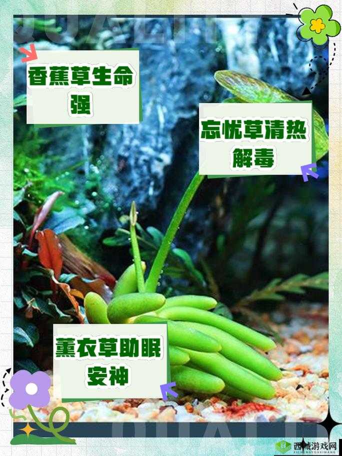 香蕉和忘忧草有何区别?带你了解它们的不同之处